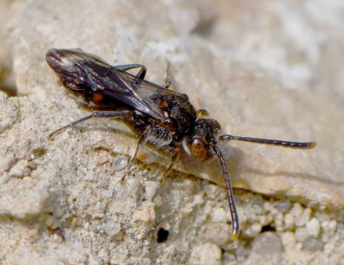 Nomada (furva)